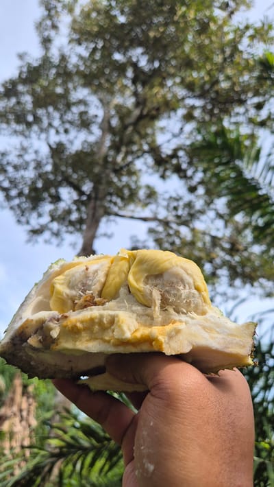 A hand, likely belonging to a male due to its size and skin tone, is holding a halved durian fruit. The fruit is open, revealing its creamy, yellow flesh. The durian's spiky rind is visible on the bottom portion held by the hand. The background shows a blurred image of a large tree with lush green foliage, suggestive of a tropical environment. Palm fronds are also visible in the mid-ground. The sky is overcast with some patches of blue. The image is taken outdoors, likely in Cottufah, Indonesia, given the tropical vegetation and the commonality of durian cultivation in the region.
