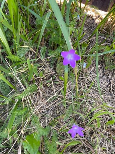 The image displays a close-up, eye-level shot of wild vegetation and two bell-shaped purple flowers. The foreground is dominated by dry grass and green leafy plants, with a larger purple flower in the mid-left and a smaller one in the lower right. In the background, more green foliage is visible, along with some dry brown organic material. A hint of a wooden structure is present in the upper right corner. The lighting suggests it is daytime, possibly late afternoon due to the warm tones. The scene is situated in a natural outdoor environment, likely a meadow or the edge of a wooded area, within the city of Karabanovo, Russia. No people or animals are present in the image.