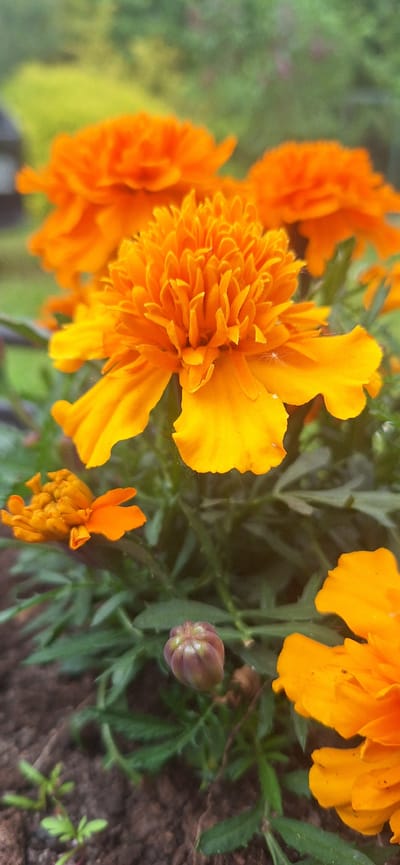 A close-up, vibrant image captures a cluster of marigold flowers in varying stages of bloom, set against a softly blurred green and dark background. The dominant colors are rich orange and bright yellow.

Several fully opened marigold flowers are prominent, showcasing their dense, ruffled petals. The largest and most central flower displays a mix of orange and yellow hues, with a delicate spider web visible on one of its petals, reflecting light like a tiny star. To the left, other orange marigolds are partially visible, while a smaller, less developed flower appears towards the bottom right.

On the right side of the frame, a distinct, unopened flower bud with a purplish-green calyx rests among the dark green, slender leaves of the plant. The foliage surrounding the flowers is sharp in focus in some areas and blurred in others, providing depth. The background is a soft blend of green and yellowish tones, suggesting an outdoor garden setting in Konceptas, Lithuania.

The lighting appears bright and natural, indicating it is daytime. The overall impression is one of natural beauty and vivid color. No text is visible in the image.