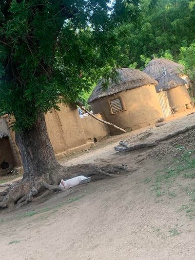 The image captures a rustic scene in Reak, Nigeria. The dominant subjects are two thatched-roof huts, their walls constructed from mud. One hut appears to have a corrugated metal roof extension or repair. In the foreground, a large tree with prominent roots dominates the composition, its dense green foliage obscuring part of the sky and the huts.

A white pig is visible lying on its side in the dirt, near the base of the large tree and its exposed roots. The pig appears to be resting or possibly unwell. The ground is primarily dirt and sparse vegetation.

The lighting suggests it is daytime, with the sun casting shadows. The overall atmosphere is rural and simple, reflecting a typical village setting in the region. No people are visible in the frame, and there is no visible text.