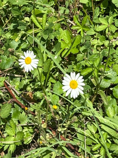 The image shows two daisies in a patch of green grass and foliage. The daisies have white petals and yellow centers. One daisy is slightly to the left of center, and the other is to the right. The scene appears to be an outdoor natural setting, possibly a meadow or field, with sunlight dappling through the leaves. There are no people or animals visible. This image was taken in Yenokavan, Armenia.