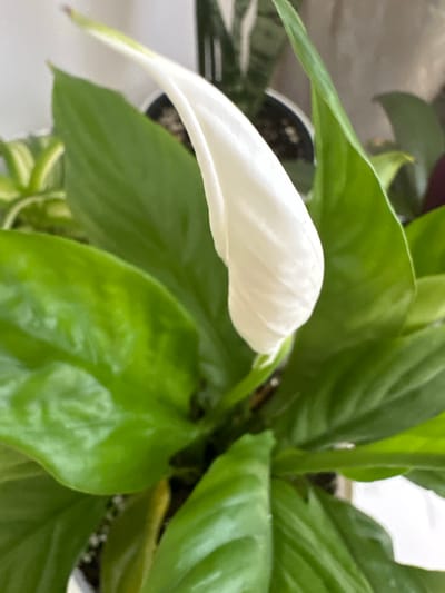 The image displays a close-up view of a white Peace Lily flower with its characteristic spathe, partially unfurled. The flower emerges from a cluster of lush, dark green leaves. The background is softly blurred, showing hints of other greenery and a light-colored wall. No specific location in Devyatskoye, Russia, can be identified from the provided image.