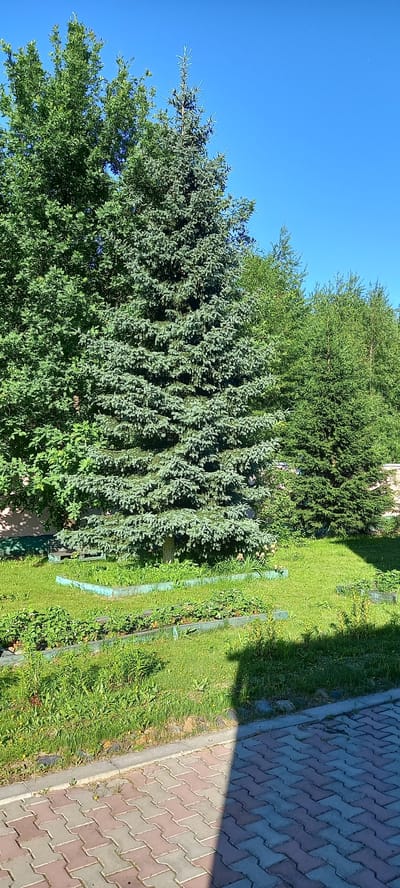 The image depicts a sunny outdoor scene in a garden setting, likely in Andzhero-Sudzhensk, Russia. The dominant subjects are various types of evergreen trees, including a large blue spruce and other conifer varieties, which fill a significant portion of the frame. These trees are lush and green, suggesting a warm season, likely summer given the clear blue sky and bright sunlight.

The scene also includes a well-maintained lawn with patches of weeds and small yellow wildflowers, indicating natural growth. Adjacent to the lawn is a pathway constructed of interlocking paving stones in a tan and grey color pattern. The pathway is partially covered by a distinct shadow cast by an unseen object, possibly a building or a fence, which suggests the sun is positioned to the side, likely mid-morning or mid-afternoon.

A thin, light blue hose or tubing is visible on the grass, running along the base of the trees, possibly for irrigation. The overall impression is one of a peaceful, well-kept residential garden or park. There are no people or animals visible in the image, and no text is present. The atmosphere is serene and tranquil, bathed in the bright light of a clear day.