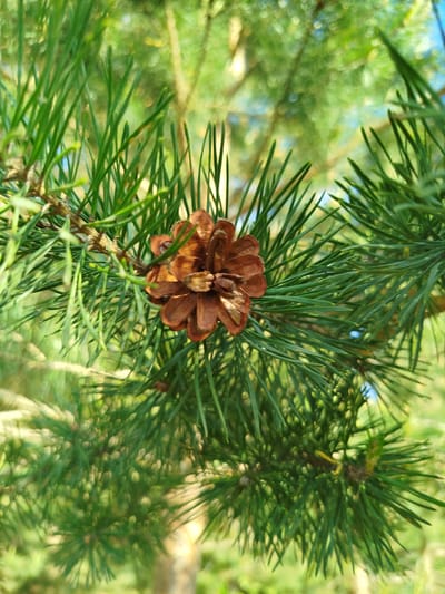 The image shows a pine cone in the center of the frame, attached to a branch of pine needles. The background is blurred green foliage suggesting a forest or park setting. Details such as the location of the image are unknown.