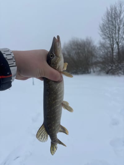 A Caucasian hand, partially gloved in a dark material with an orange stripe and wearing a silver-toned metallic link wristwatch on the left wrist, is holding a small to medium-sized Northern Pike vertically. The fish, approximately 35-40 cm long, displays mottled green-brown scales on its dorsal and lateral sides, lightening to a pale ventral area. Its mouth is slightly open, revealing some teeth, and a small accumulation of ice is visible on its lower jaw. The environment is an outdoor winter landscape under an overcast grey sky, with the foreground and mid-ground covered in a thick layer of undisturbed white snow. In the blurred background, several bare deciduous trees with dark, dense branches are visible. The scene is located in Азярэцкі сельскі Савет, Belarus.