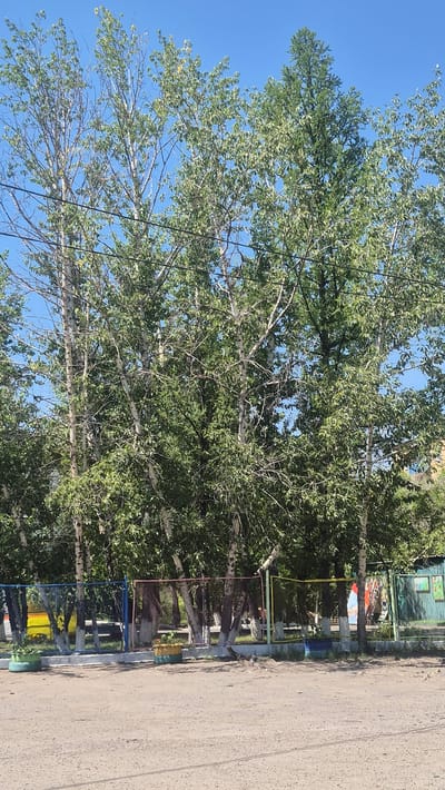 In Kyzyl, Russia, a cluster of tall, slender trees with white bark and green foliage dominates the center of the frame, their branches reaching towards a clear blue sky. Power lines stretch horizontally across the upper portion of the image, intersecting the tree canopy. Below the trees, a low, multi-colored fence, featuring blue, pink, yellow, and green sections, encloses a grassy area. Two brightly colored planters, one a yellow and blue tire planter and the other a green tire planter, sit in front of the fence. The ground in the foreground is a textured, sandy or gravel surface. In the background, glimpses of buildings and structures, including what appears to be a yellow object, are visible through the trees and behind the fence. The overall scene depicts an outdoor area, possibly a park or schoolyard, characterized by natural elements and man-made boundaries.