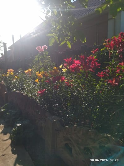 In Zavodske, Ukraine, a sun-drenched garden features a vibrant display of lilies in various colors, including red, yellow, and pink, lining a rustic wooden fence. Lush green foliage complements the blossoms, creating a picturesque scene against the backdrop of a brick house. The sunlight creates a lens flare effect, adding a dramatic touch to the image, which is timestamped June 30, 2026, at 07:28.