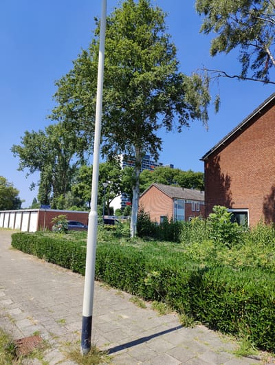 The image depicts a street scene in Breda, Netherlands, on a clear, sunny day. In the foreground, a grey paved sidewalk with square tiles runs along the left side of the frame, bordered by a neatly trimmed green hedge. A white lamppost with a dark blue base stands near the center of the sidewalk. Beyond the hedge, a row of white garages with arched openings is visible.
Further back, a grey car is parked in front of a brick building. Behind the garages, lush green trees dominate the background, with a taller tree with white-painted lower trunk in the middle ground. In the far background, a modern, multi-story building with red and white accents can be seen above the trees, suggesting an urban or suburban environment. A brick house with a grey tiled roof is also visible to the right, with a red brick house with a darker tiled roof adjacent to it. The sky is a vibrant, cloudless blue. The overall impression is one of a well-maintained residential or communal area.