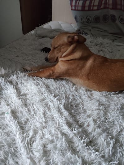 A tan dog is resting on a plush white rug. The dog is lying on its side with its eyes closed, and its front paws are extended forward. The rug is thick and shaggy, with long fibers that obscure the surface beneath. In the background, a pillow with a checkered pattern and a grey throw pillow with circular designs are visible. The scene appears to be indoors, likely in a bedroom, given the presence of a bed or sofa with bedding. There is no information in the image to suggest a specific location within Андрэеўшчынскі сельскі Савет, Belarus.