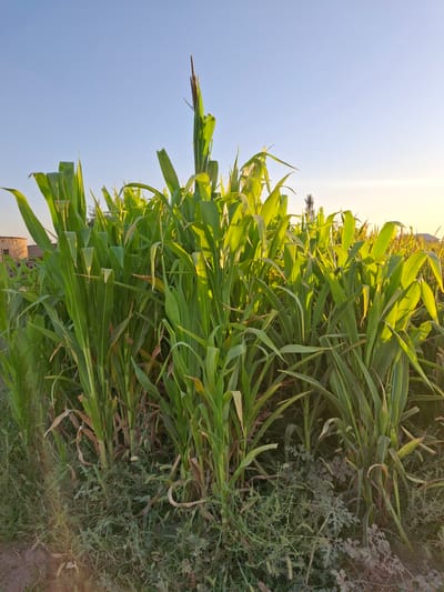An outdoor, medium-shot, eye-level photograph captures a dense field of tall green corn stalks under a clear, pale blue sky. The sun is setting, casting a warm, golden light across the scene, particularly illuminating the upper portions of the corn stalks. The lower parts of the stalks are in shadow, with some dried leaves visible. The ground is covered in a mixture of green grass and dirt. In the background, on the left side of the image, a building made of light-colored brick is partially visible. The overall impression is of a rural agricultural setting. The location is identified as Utmayli, Uzbekistan.