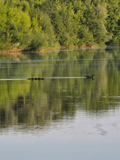 A flock of at least six ducks, led by a single duck, swims in a line across the still water of a river. The ducks are dark in color and are leaving a white wake behind them. The river is calm, with the reflections of trees and greenery from the riverbank visible on its surface. The riverbank is lined with dense green trees and bushes. The overall scene is serene and natural. The image is taken on the Irtysh River in Togashevo, Russia.