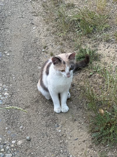 The image depicts a domestic cat seated outdoors in Brosh, Bulgaria. The cat is a calico, predominantly white on its chest, belly, and legs, with patches of dilute grey and muted orange/cream coloration on its back, head, and tail. A distinct grey patch is visible over its left eye and ear, and a lighter cream patch over its right ear. Its left eye is yellow-green, and its right eye is amber/yellow. The cat's nose is pinkish and appears slightly discolored or soiled. Its tail is dark grey/brown and slightly curled. The cat is facing slightly to the left of the frame, looking downwards. It is positioned on a dirt and gravel path consisting of small, irregularly shaped stones and soil. To the right of the cat, and in the upper-right portion of the frame, is an area of sparse green and dry grasses and weeds growing from sandy earth. The scene is illuminated by natural daylight. No people or other animals are visible.