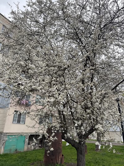 A tree in full bloom dominates the scene, with white blossoms covering its branches. Behind the tree is a building with windows. Clothing hangs outside one of the windows. The ground is covered with grass. The location is Ciorescu, Moldova.