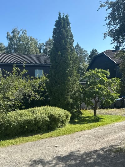 A gravel driveway runs diagonally across the lower portion of the image, leading towards a residential area on a bright, sunny day. On the left side of the driveway, a dark-colored house with a tiled roof is partially visible, bordered by lush green trees and bushes. The house features at least two windows. To the right of the house, a tall, slender evergreen tree stands prominently, casting a shadow on the grass. Further to the right, a smaller deciduous tree with vibrant green leaves is situated in front of another dark-colored house with a sloping tiled roof. This second house appears to have at least one visible window and a chimney. In the background, more trees and a clear blue sky complete the scene. The overall impression is of a tranquil, well-maintained residential property in a wooded setting, likely in the city of Moelv, Norway.