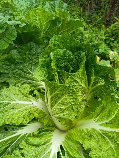 A single, mature Brassica rapa subsp. pekinensis (Napa cabbage) plant is prominently featured, centered within a vegetated area in Makilala, Philippines. The plant exhibits vibrant green, crinkled leaves, with the innermost leaves forming a compact head. Prominent white midribs and veins are visible, particularly on the larger, outer leaves. Several leaves display minor, irregular perforations and signs of slight discoloration consistent with natural biological processes or minor insect activity. Additional green foliage, consisting of various plants and weeds, is visible in the blurred background, suggesting an agricultural or garden environment. No human subjects, animals, or artificial structures are discernible.