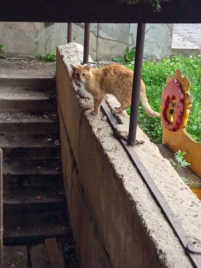 An orange cat stands on a concrete ledge, looking to the left. The cat is fluffy with stripes. Behind the cat, green grass and a yellow and red decorative object are visible. To the left of the cat are concrete stairs. The scene appears to be outdoors, possibly in a yard or alleyway in Gdov, Russia.