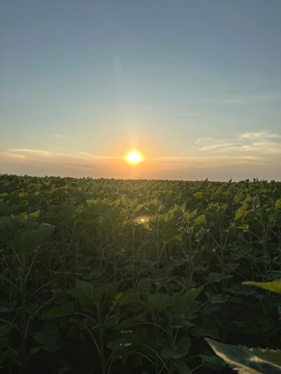 An outdoor, vertical, full shot shows a sunflower field at sunset. The sun is a bright, white orb at the horizon line, slightly to the left of the frame's center. Rays of sunlight emanate from the sun, casting a warm glow over the field. The sky is a gradient of pale blue at the top, fading to a soft orange and pink near the horizon, with wispy clouds scattered across it. The field itself is densely packed with young sunflower plants, their large green leaves angled upwards, catching the golden light. The stalks are visible beneath the leaves, and the soil is dark and appears moist. A lens flare is visible in the lower right quadrant of the image, adding a touch of sparkle to the scene. The setting appears to be rural, possibly in or near Slivo Pole, Bulgaria, given the context of the location. There are no people or animals visible in the frame.