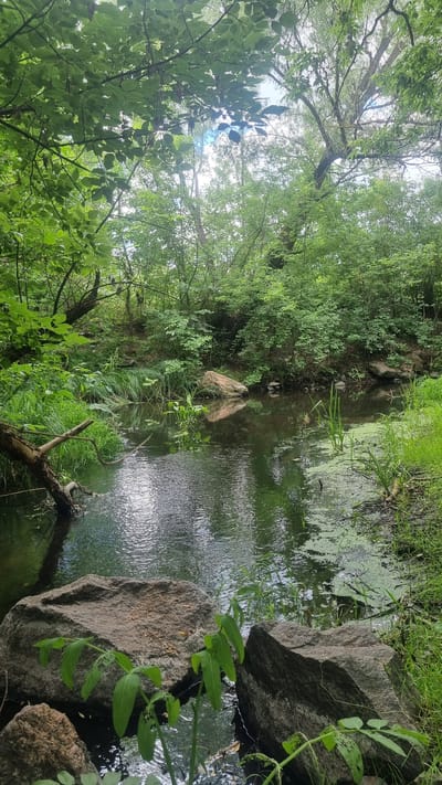 The image depicts a tranquil forest scene with a small creek flowing through it. The creek is partially covered in green algae. Large rocks are visible along the bank, and lush green foliage surrounds the water. Trees with dense canopies create a shaded atmosphere. The overall impression is one of a natural, undisturbed environment. There are no people or animals present in the image. The location of Mala Smilianka, Ukraine, is not discernible from the visual information provided.