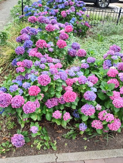 In Schaijk, Netherlands, a vibrant display of hydrangeas graces the foreground of the image. The flowers are predominantly in shades of pink and purple, with some hints of blue. They are densely packed, forming a lush hedge that occupies most of the frame. The hydrangeas are in full bloom, with large, rounded flower heads. Behind the hydrangeas, a black metal fence is visible, separating the garden from a paved area. A portion of a dark-colored car is parked behind the fence, and a tree is visible to the left. The ground is covered with a mix of soil, dried leaves, and some sparse green vegetation. The overall impression is that of a well-maintained garden, likely in a residential or public area of Schaijk.