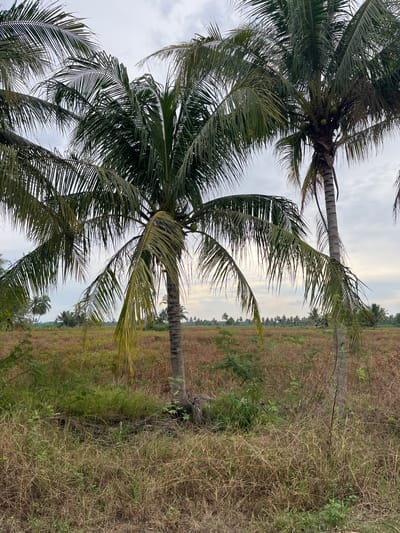 The image depicts a landscape in Jeumpabeureghang, Indonesia, featuring coconut palm trees and a field of dry grass. Two prominent coconut trees dominate the foreground, their fronds extending towards a cloudy sky. Several coconuts can be observed near the crown of the tree on the left. The field extends to the horizon, where a line of smaller trees can be seen. The vegetation in the field appears mostly dry and brown.