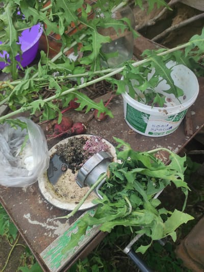 The image shows a collection of items on a rusty metal surface outdoors. In the foreground, a bundle of green leafy vegetables is resting on the surface, possibly held by a gardening tool. To the left, a white plastic bag contains white objects, likely garlic or onions. Next to the bag is a white plate with some dark, wet material and pinkish fragments. Behind the plate, a few red radishes are visible. In the background, a white bucket with a green label sits on the surface, and a glass jar is also present. A bright purple bowl is partially visible to the left. The overall scene suggests a gathering of fresh produce, possibly for cooking or gardening, in an outdoor setting that appears somewhat unkempt, with visible vegetation and debris on the ground. The location mentioned, Некрасовка, Kazakhstan, implies a rural or semi-rural environment.