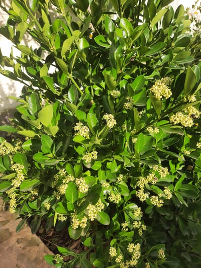 This is a close-up, eye-level shot of a green shrub with small, pale yellow flowers. The shrub has many oval-shaped, glossy green leaves and numerous clusters of tiny, star-shaped flowers. Several small insects, likely bees, are visible among the blossoms, suggesting the plant is attracting pollinators. The sunlight highlights the leaves and flowers, creating a dappled effect and indicating it is daytime. The background is blurred, but hints of earth and a rough, concrete-like surface can be seen, possibly a garden edge or pathway. The overall impression is of a vibrant, natural scene, likely in a garden or park setting. The provided location context of Gudermes, Russia, suggests this image was taken outdoors in that region. No text is visible in the image.