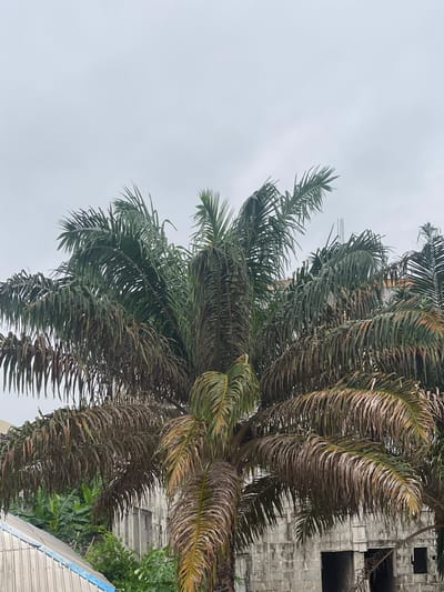 A medium-angle shot presents a mature palm tree with green and brown fronds, located near a building of grey concrete. The sky is overcast and grey. Part of a blue and white corrugated metal roof is visible at the bottom of the image, with banana trees and green plants below. The location is Abraka, Nigeria.