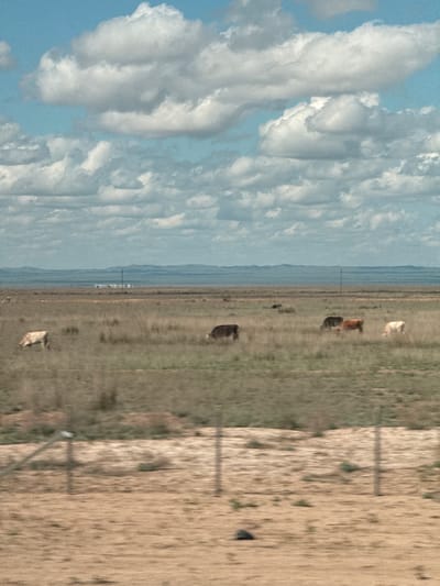 The image captures a vast, open landscape under a dynamic sky filled with large, white cumulus clouds. The scene primarily depicts a dry, expansive field or steppe, consistent with the Otar Rgaytö region of Kazakhstan. Scattered across the mid-ground of this field are at least five cattle of varying colors, including light brown, dark brown, and white/cream, appearing to graze or stand peacefully. A clear horizon line separates the sky from the land, revealing a faint range of distant mountains or hills.
A single utility pole stands vertically in the middle distance, extending into the sky. The foreground shows drier, more sparsely vegetated ground with some faint linear elements, possibly indicative of fence lines. The time of day appears to be daytime, with bright, diffused light suggesting either morning or afternoon. The weather is clear with significant cloud cover, contributing to the expansive feel of the natural environment. No people or visible text are present in the image. The overall impression is one of rural tranquility and natural vastness.