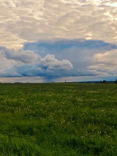 The image depicts a grassy field filled with dandelions under a cloudy sky. In the distance, a transmission tower can be seen on the horizon. It is located in the city of Курово, Russia. The sky is dominated by cumulus clouds. Patches of blue sky are visible. In the distance, what appears to be rain falls from a low-hanging cloud. The field is overgrown, with long blades of grass. Dandelion seed heads are spread throughout the field.