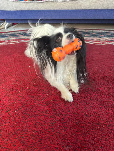 A black and white dog with long fur is lying on a red carpet, holding an orange toy in its mouth. The dog's head is tilted to the right, and its eyes are looking at the camera. The toy appears to be made of rubber and has small blue accents. The carpet is textured and appears to be worn in some areas. In the background, a portion of a blue sofa and a gray upholstered bench are visible. The scene is indoors, suggesting a domestic setting. There is no information in the image to determine the location as Борисово, Russia.