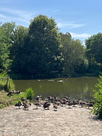 A flock of Canadian geese are gathered on a brick pathway next to a calm pond. The pond is surrounded by lush green trees, and the sky above is blue with a few wispy clouds. The scene appears to be a peaceful natural setting, possibly a park or a nature reserve, located in the city of Rambouillet, France. There are no people visible in the image. The geese are mostly standing or resting, with some preening or interacting with each other. The sunlight suggests it is a bright, clear day.