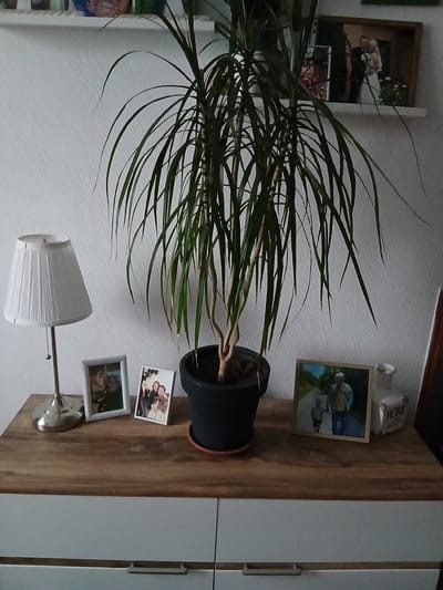 The image shows a wooden dresser with a white top. On the dresser, from left to right, are a silver lamp with a white pleated shade, a framed photograph of two people, a framed photograph of three people, a potted plant with long green leaves in a black pot, a framed photograph of two people walking down a path, and a white decorative vase with the word "HOME" on it. In the background, a white textured wall is visible, with a shelf above holding several framed photographs. The scene is likely an indoor setting in a home in Vita-Poshtova, Ukraine.