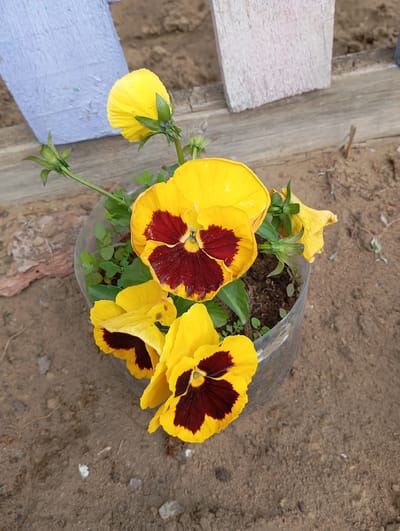 A close-up, high-angle shot showcases a cluster of yellow pansies with dark maroon centers, planted in a clear plastic pot. The pot is situated on sandy ground with scattered small stones and dry plant debris. In the background, a weathered wooden surface runs horizontally, and parts of two posts painted in muted colors, one light blue and the other white, are visible. The scene appears to be outdoors, possibly in a garden or yard, given the sandy soil and wooden structures. The lighting suggests it is daytime, with the sun casting a gentle illumination. This image is located in Novodesyatnikovo, Russia.