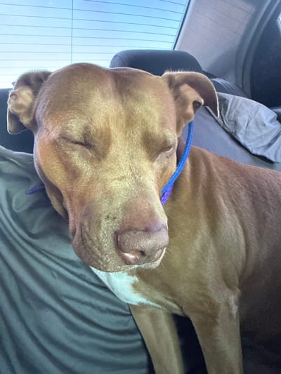 A brown dog with closed eyes is sleeping on a dark gray, wrinkled surface, possibly a car seat or blanket. The dog is wearing a blue and purple collar. The background shows a car's rear window with horizontal blinds and a blue sky. The scene is likely inside a vehicle.