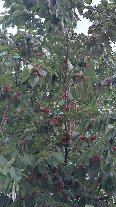 The image shows a cherry tree laden with ripe, red cherries, set against a backdrop of dense green foliage. The branches are visible, with some bearing clusters of fruit. The lighting suggests it is daytime, with the sky appearing overcast or diffused. The image is a close-up of the tree, focusing on the cherries and leaves. There are no people or other visible subjects. The setting appears to be natural, likely in a garden or orchard. The image does not provide any specific visual cues to pinpoint its exact location within the city of Ak-Terek, Kyrgyzstan, beyond the general context of a cherry tree in a temperate climate.