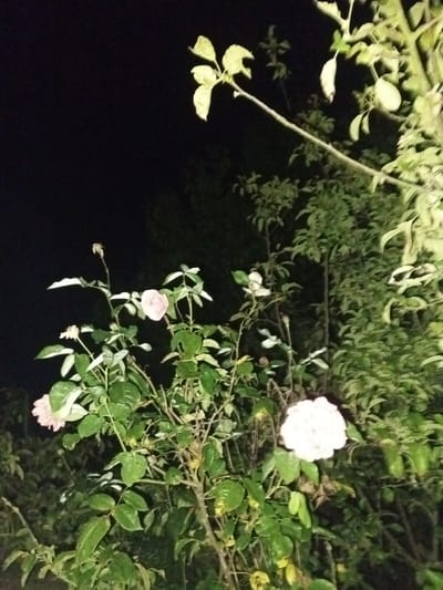 The image is a nighttime photograph of a rose bush with several light pink roses and green leaves, set against a dark background of trees. One rose is in sharp focus on the right side of the image, appearing to be a full bloom. Another rose is visible on the left, slightly out of focus and appearing to be a bud or a less open bloom. The lighting suggests artificial light is illuminating the bush. The location is stated to be in Belozernyi, Russia, though the image itself does not contain any explicit visual cues to confirm this specific location. There are no people or animals present in the photograph.