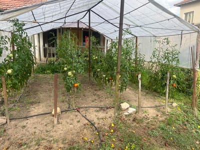 The image shows a greenhouse filled with tomato plants. The greenhouse has a metal frame and is covered with white plastic sheeting. The tomato plants are tall and have many green and some red tomatoes growing on them. There is a path running through the middle of the greenhouse, and the ground is covered with dirt and some fallen leaves and fruit. In the background, there is a building with a red-tiled roof, likely a house. The scene appears to be in a rural or semi-rural setting. There are no people visible in the image.