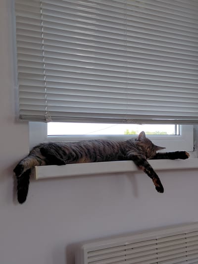 A tabby cat is precariously balanced on a narrow white vertical ledge next to a window. The cat is facing away from the viewer and appears to be stretching or climbing. Its front paws are extended upwards, gripping the ledge, while its back legs are hanging down, one of which is visible near the bottom of the frame. The cat has a striped coat with patches of orange and black. The window behind the cat is open, revealing a bright outdoor scene that is blurred. To the left of the window are vertical white blinds. To the right of the cat and window is a plain white wall with a white heating radiator grate visible in the upper right corner. The lighting suggests it is daytime. The scene appears to be indoors, likely in a residential setting in Novo-Biyskoye, Russia.