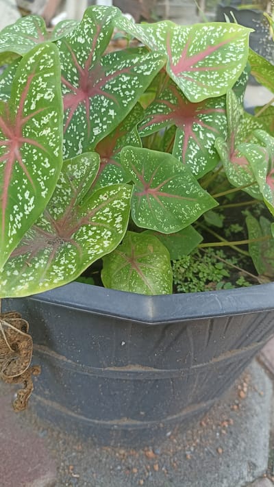 In Sedayu, Indonesia, a close-up shot captures a pot of Caladium plants. The plants, characterized by their heart-shaped leaves with green bases, prominent red veins, and white speckles, fill a large black plastic planter. The planter's textured surface suggests it has been exposed to the elements, with a dry, brown, twig-like object resting on its rim. The pot is situated on a ground covered in a mixture of sand and small stones, with hints of brick paving visible at the bottom edge of the frame. The overall scene suggests an outdoor setting, possibly a garden or yard.