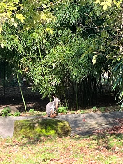 The image depicts an outdoor animal enclosure within the Parc Zoologique et Botanique de Mulhouse, France. A single wallaby, identifiable by its grey fur and reddish-brown limbs, stands upright on its hind legs and tail in the midground, oriented to the left. Its forepaws are raised towards its chest, indicating a self-grooming action. The animal is positioned to the right of a prominent, rectangular stone or concrete block heavily covered in vibrant green moss, located in the lower-left section of the frame. A dark grey concrete or rock barrier runs horizontally behind the mossy block and extends to the right. The foreground shows patches of green grass interspersed with scattered dry leaves. The background is dominated by a dense growth of tall, slender green bamboo stalks and varied broad-leaved green foliage. A wire mesh fence or enclosure barrier is faintly visible through the bamboo on the far left. The scene is illuminated by natural sunlight, creating distinct shadows. No human subjects are present.