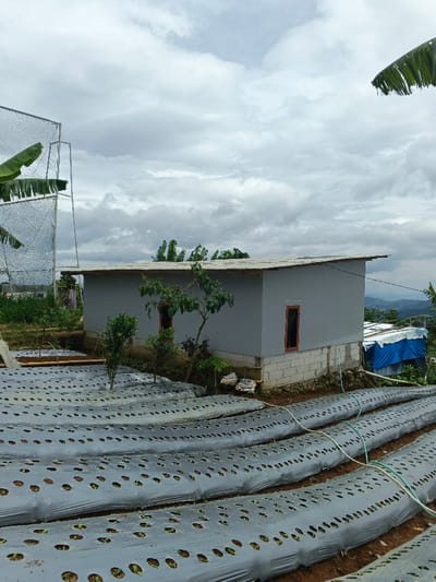 This image depicts an agricultural scene in thành phố Biên Hòa, Vietnam, under an overcast sky. In the foreground, numerous parallel rows of raised garden beds are visible, each covered with gray plastic mulch sheeting. Small green plants are growing through circular holes cut into the sheeting. A light green irrigation hose runs across several of these rows.
In the midground, a single-story rectangular building with light gray walls and a corrugated metal roof is centrally positioned. It features two narrow, vertical windows with dark frames and dark panes on the side facing the viewer. The building is elevated on a foundation of concrete blocks. Several small trees and shrubs are planted around the building, including a larger leafy tree directly in front of its facade. To the left of the building, part of a tall metal framework covered with a fine mesh netting is visible, alongside large green banana leaves.
The background shows a blue tarp-covered structure downhill from the gray building. Beyond this, distant hills or mountains are discernible under a cloudy, light gray sky. No people are visible in the scene.