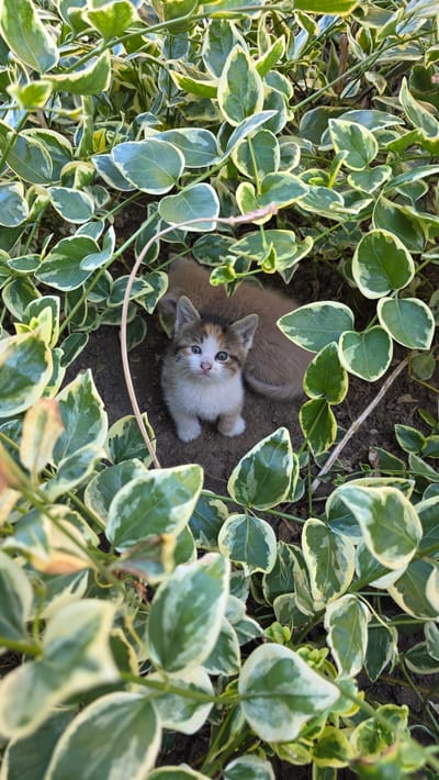 The image depicts two kittens nestled in a patch of variegated green and white-edged leaves, possibly periwinkle, covering soil. One kitten, a light brown color, is mostly obscured. The other kitten, facing upward, has a white face, brown patches on its head, and blue eyes. The location is purportedly Valchi Dol, Bulgaria.