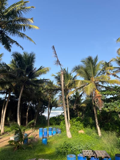 The image depicts a tropical scene with lush greenery and palm trees in Katukurunda, Sri Lanka. The foreground features a path, several blue barrels of varying sizes, and a wooden pallet. The middle ground is dominated by a dense cluster of palm trees, some bearing coconuts. Beyond the trees, the ocean is visible with gentle waves breaking on the shore under a clear blue sky. The overall impression is one of a coastal, undeveloped area.