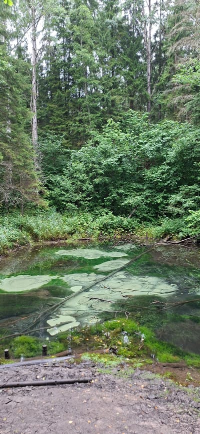 The image depicts a body of water in a wooded area. The water is murky and has patches of light green algae or sediment. Several fallen branches are submerged in the water. The edges of the water are lined with green moss and some fallen leaves. The foreground consists of muddy ground with scattered leaves and a few small wooden posts. Behind the water, a dense forest of green trees rises, with a mix of deciduous and coniferous species. The sky is overcast and not visible. The scene is located in Saula, Estonia, specifically at the Saula Blue Springs. There are no people or animals visible in the image.