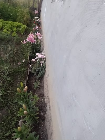 The image is a ground-level shot of a flowerbed along a textured, pale grey wall. The wall takes up the upper half of the frame and appears to be concrete, possibly a building facade or a retaining wall, with visible brush strokes and some light speckling. Below the wall is a narrow strip of dark soil where various plants are growing.
In the flowerbed, there are several pink lilies in bloom, their petals delicate and slightly unfurled. Interspersed with the lilies are smaller clusters of pink and white flowers, possibly roses, and some leafy green plants. Towards the right side of the frame, several lily buds are visible, still closed and a pale yellowish-green color. The ground around the plants is covered with dark soil and patches of green grass and weeds. The image is oriented vertically, suggesting it was taken with the camera held sideways.
The lighting appears to be overcast or diffused, indicating a cloudy day, and the overall scene suggests an outdoor setting in a garden or yard. The focus is on the flowers and their immediate surroundings, with the wall serving as a simple backdrop. There is no visible text in the image. The location context of Hoverla, Ukraine, places this scene within a natural landscape, though the specific setting here is clearly a cultivated area. The overall impression is one of a simple, natural beauty, with the vibrant flowers contrasting against the muted tones of the wall and soil.