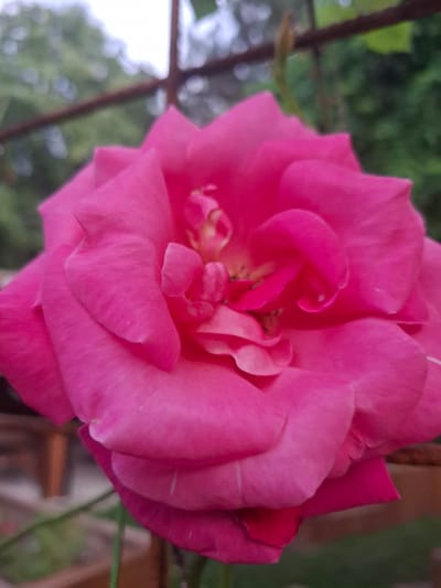 This is a close-up, eye-level, outdoor, vertical, full shot of a vibrant pink rose in full bloom. The rose is the primary subject, filling most of the frame with its layered petals, which exhibit subtle variations in shade and texture. The center of the rose reveals darker hues and stamen. The background is softly blurred, suggesting a natural setting, with hints of green foliage and a horizontal, dark-colored railing or fence. There are no people or animals visible in the image. The lighting appears to be natural daylight, possibly overcast, which diffuses the light and enhances the rich color of the rose. The image does not provide any specific visual cues to pinpoint its location in Ernzen, Luxembourg.