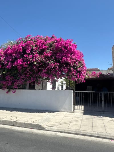 In Livadia, Cyprus, a vibrant bougainvillea tree with abundant pink blossoms dominates the foreground, cascading over a white wall. To the right, a metal gate provides access to a covered parking area or garage. A paved sidewalk runs alongside a street, with scattered pink petals on the ground. The sky is a clear, bright blue.
