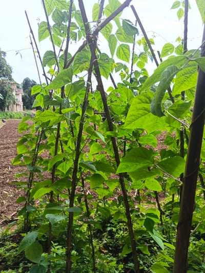 A vibrant garden scene showcases climbing green bean plants supported by a series of vertical wooden stakes. The stakes are interconnected at the top with horizontal supports, creating a trellis. Lush green leaves dominate the view, interspersed with delicate purple bean flowers. The background reveals a cultivated field and a distant building under a cloudy sky. The foreground contains green undergrowth.