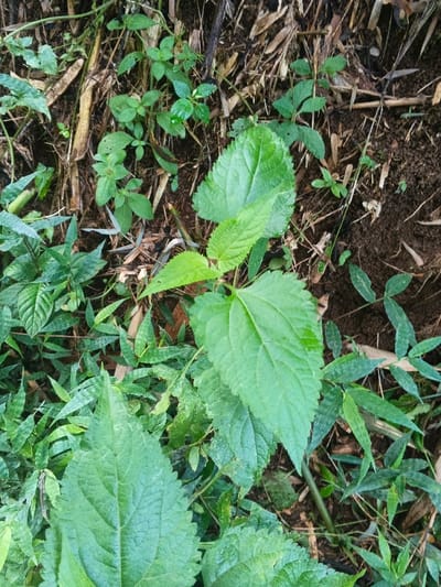 A vibrant patch of green foliage dominates the frame. Several plant species are visible, featuring varying leaf shapes and sizes. Some leaves are broad and serrated, while others are smaller and more delicate. The ground is covered with a mix of soil, dry twigs, and decaying organic matter. The plants appear to thrive in a damp, shaded environment, creating a miniature jungle floor.