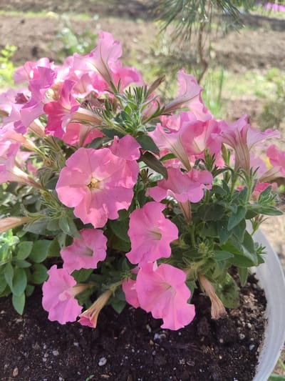 A close-up, brightly-lit outdoor shot focuses on a pot filled with pink petunia flowers. The flowers are in full bloom, their petals a soft, vibrant pink. Green foliage is visible among the flowers, adding to the lush appearance. The flowers are planted in dark soil within a white pot. The location appears to be a garden or outdoor setting, possibly in Sovetsko-Nikol'skoe, Russia. A blurred background shows more greenery and tilled soil. The focus of the image is on the potted petunias, emphasizing their color and form.